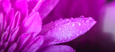A close-up photograph showcases the vibrant purple petals of a flower, possibly a chrysanthemum or a similar bloom with layered petals. The petals glisten with numerous water droplets, indicating recent rain or dew. The background is dark and blurred, which throws the flower petals into sharp focus. The lighting accentuates the texture and curves of the petals and the reflective surfaces of the water droplets.
This image is not related to Bergen, Norway, as there are no contextual clues in the photograph to indicate such a location. The scene appears to be a controlled, macro-photography setting focused solely on the flower itself.