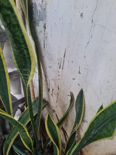 A close-up, low-angle shot features a snake plant against a distressed white wall. The plant's green leaves, edged with yellow, are prominent, angled diagonally across the frame. The wall behind has visible cracks and peeling paint, adding texture. Some of the plants are growing in white pots that can be seen through openings in the plants' leaves. Overall, the image shows contrasting textures and colors.