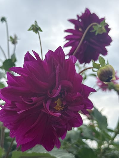 A close-up, low-angle, outdoor shot focuses on two dark magenta dahlias in the foreground, with a blurred cloudy sky in the background. The dahlia on the left is in sharp focus, revealing intricate petal details with a hint of yellow in its center. To its right and slightly behind, a second dahlia is visible, less in focus, with its back facing the camera. A single green dahlia bud is also in the mid-ground, to the right of the focused dahlia. Several unfocused green stalks and leaves are present throughout the scene. The image provides no information about the location within Змеиная Горка Кс, Russia.