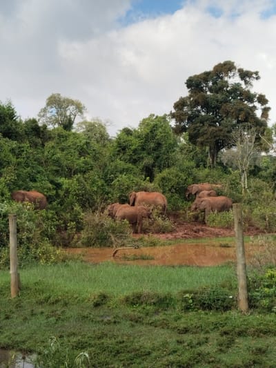 A herd of elephants, their hides appearing reddish-brown, gather near a muddy watering hole. Lush green foliage forms a backdrop, with a tall, broad tree visible on the right side. A partially submerged log sits in the water, adding to the natural setting. A fence with wooden posts runs along the front of the frame, subtly marking a boundary. The sky overhead is partly cloudy.