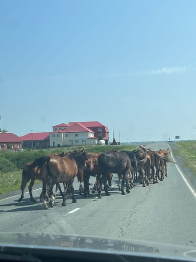 A herd of horses is crossing a paved road in the city of Kunashak, Russia. The horses are walking in the same direction, towards the horizon. They are on the right side of the road, blocking traffic. The road is asphalt and has white lines marking the lanes. In the background, there are buildings with red roofs and green trees. The sky is clear and blue. A car's dashboard is visible in the foreground, suggesting the photo was taken from a vehicle.