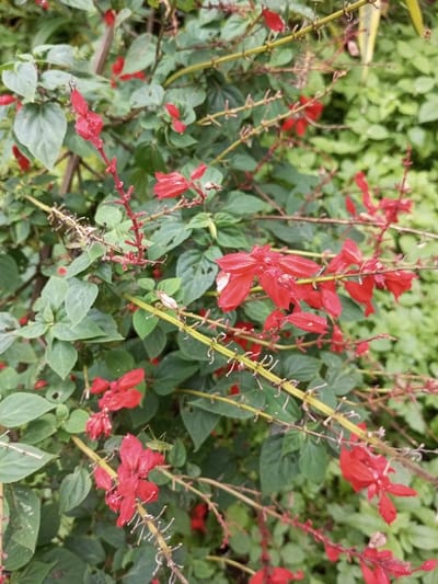 A close-up, high-angle shot depicts a cluster of Salvia splendens (scarlet sage) plants in Naya andura, India. The dominant features are numerous small, tubular red flowers and ovate green leaves. The flowers are concentrated on several thin, reddish-brown and green stems, with some blooms appearing fresh and vibrant, while others show signs of wilting or drying. Several green leaves exhibit minor insect damage, characterized by small holes. A small, light-green grasshopper is perched on a red flower in the lower-left section of the frame. The background consists of out-of-focus green foliage. Natural, soft lighting illuminates the scene uniformly. No human presence or artificial structures are visible.