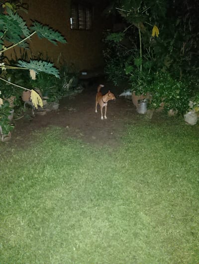 A medium shot captures a tan dog standing in a dimly lit, outdoor area that appears to be a yard in Alagbado, Nigeria. The dog, with a dark collar, is positioned on a dirt path with green grass covering the lower portion of the frame. Behind the dog, lush green foliage, including large-leafed plants and trees, dominates the background. A portion of a building with windows is visible on the left side of the image. The scene is set at night, as indicated by the artificial lighting and the darkness of the surroundings. Several large pots, some containing plants, are scattered amongst the vegetation.