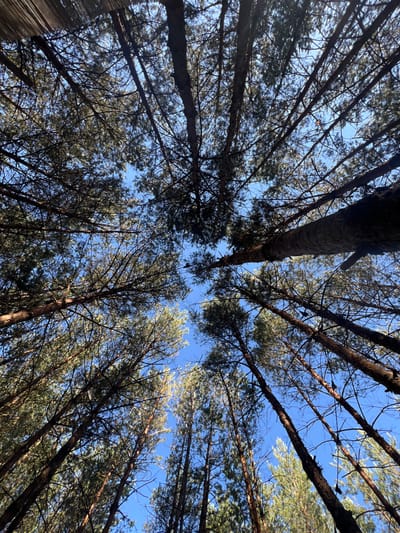 A low-angle shot looks up through the canopy of a pine forest in Ivachiv Horishnii, Ukraine. The sky is a clear, bright blue, with the sun filtering through the dense branches of tall pine trees. The tree trunks are brown and rough, and the needles are dark green. The branches crisscross above, creating a natural ceiling. The scene is tranquil and serene, suggesting a peaceful natural setting within or near the city.