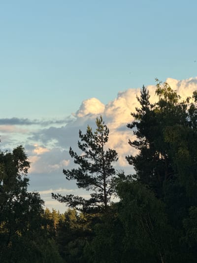 The image depicts a sky with scattered clouds, illuminated by the golden light of sunset. The sky is a gradient of soft blues and pale yellows, with distinct bands of gray and white clouds. In the foreground, a dense forest canopy is visible, with various types of trees, including tall pines and deciduous trees with green foliage. The trees are silhouetted against the illuminated sky. The lighting suggests it is late afternoon or early evening. The scene is a natural landscape, likely a forested area on the outskirts of Voeikovo, Russia. There are no people or specific man-made structures visible in the frame.