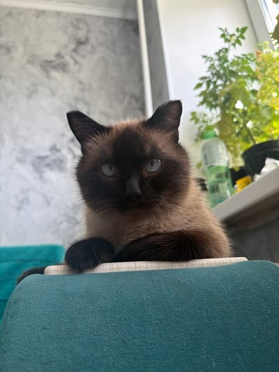 A Siamese cat with blue eyes is lying on a teal-colored surface, looking directly at the camera. The cat has dark brown fur on its face, ears, and tail, with lighter brown fur on its body. In the background, there is a marbled gray wall, a window with sunlight streaming in, and a potted plant with green leaves. A plastic bottle and other objects are visible on the windowsill. The image appears to be taken indoors. The location of Япрыково, Russia is not evident from the image.