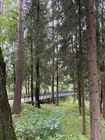 The image shows a walkway in a forest setting. The walkway is elevated and appears to be made of wood with metal railings. It is surrounded by trees, primarily conifers, with some deciduous trees visible as well. The ground is covered in grass and undergrowth. The sky is overcast. The location is described as being in the city of Pavlovskaya Sloboda, Russia. There are no people or animals visible in the image.