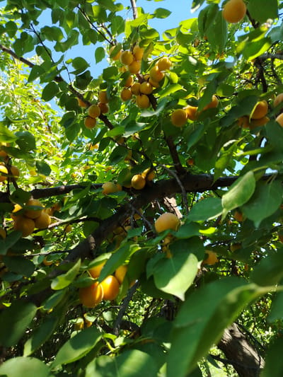The image depicts a close-up view of an apricot tree laden with ripe, orange apricots. The fruit is clustered on branches, some partially obscured by lush green leaves. The sunlight filters through the canopy, creating highlights and shadows on the apricots and leaves, suggesting a bright, sunny day. The perspective is from below, looking upwards into the tree towards a clear blue sky. The background reveals more foliage and tree branches, creating a dense, natural setting. The scene conveys a sense of abundance and the ripeness of the fruit. There are no people, visible text, or specific time of day indicators beyond the general brightness of the sunlight. The location context suggests this scene is in Usto Xo‘jamat, Uzbekistan, known for its fruit production. The image captures a natural, agricultural setting during the fruit harvesting season.