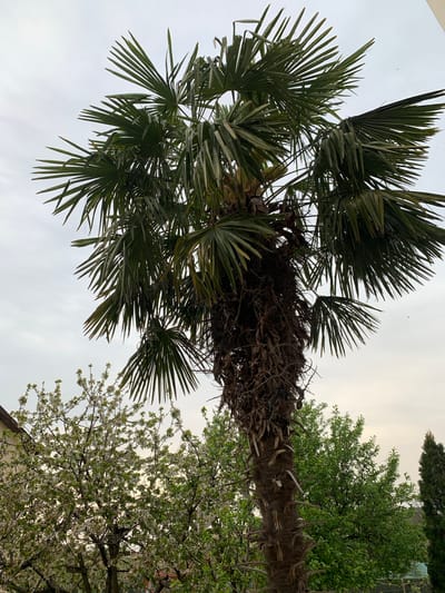 The image is an upward view of a palm tree, with its fan-shaped leaves prominently displayed against a cloudy sky. The trunk of the palm is partially covered with dried fronds. Adjacent to the palm, on the right side of the image, are other trees, including one with white blossoms. The location is identified as the city of Kulata, Bulgaria. No people are visible.