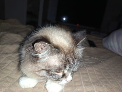 This is a close-up, eye-level, indoor photograph of a young cat, likely a kitten, resting on a textured, light brown surface. The cat is facing to the right and appears to be asleep or dozing, with its eyes closed. Its fur is a mix of light brown, white, and dark gray markings, characteristic of a Siamese or similar breed. The cat has white paws, one of which is visible and resting on the surface. Its whiskers are long and white.
The background is dark and out of focus, suggesting low lighting conditions, possibly nighttime. A bright, circular light source is visible in the upper background, along with a smaller red light to its right. These lights could be from a television screen or other electronic devices. The overall mood is peaceful and quiet. No text is visible in the image. The location context of Svirsk, Russia, does not provide specific visual cues within the image itself.