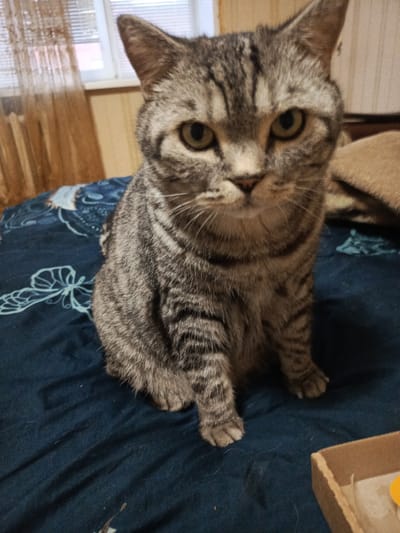 A tabby cat is sitting on a dark blue patterned comforter. The cat is looking directly at the camera with its tail tucked. The comforter has a white swirling floral pattern. In the background, there is a window with blinds and curtains. To the right of the cat, a beige blanket is visible, and a portion of a cardboard box is in the lower right corner of the frame. The scene appears to be indoors, likely in a residential setting.