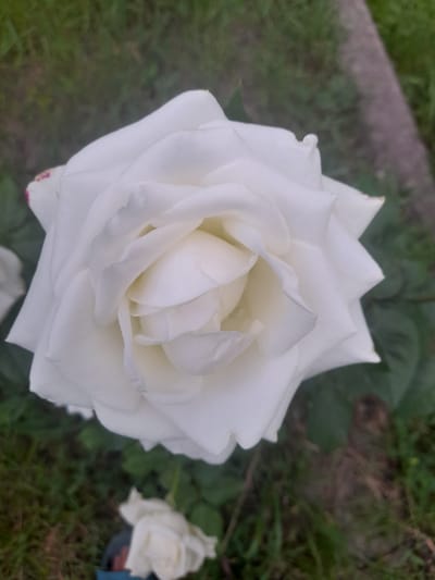 A close-up, high-angle shot captures a fully bloomed white rose in the foreground. The rose's petals are layered and tightly curled towards the center, exhibiting delicate folds and soft curves. A subtle hint of pink is visible on the edges of a few outer petals. The background is softly blurred, revealing a patchy ground cover of green grass and darker soil. A small, out-of-focus white rose is visible in the lower portion of the image, as well as a glimpse of dark fabric beneath it. The overall scene suggests an outdoor garden setting. No specific location in Kliushnykivka, Ukraine, is identifiable from the visual information provided.