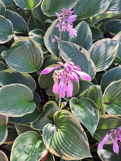 The image is a close-up, top-down view of a hosta plant with variegated green and cream leaves, featuring a spray of light purple bell-shaped flowers. The flowers are clustered on slender stems, with some individual blossoms beginning to open. A small insect, possibly a fly, is perched on one of the flower petals. The surrounding leaves are large, ovate, and exhibit prominent venation. The lighting suggests an outdoor setting, likely a garden or park, with dappled sunlight creating highlights and shadows on the foliage. There is no indication of the location being within the city of Kalinka, Russia, or any other specific geographic location. The scene depicts a botanical subject in a naturalistic environment.