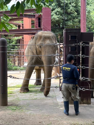 A male zookeeper, viewed from behind, stands facing an Asian elephant (Elephas maximus) inside an outdoor enclosure at what is identifiable as a Tokyo Zoo & Aquarium facility, likely Ueno Zoo, located in Taito, Japan. The zookeeper wears a navy blue long-sleeved shirt with "STAFF TOKYO ZOO & AQUARIUM" printed in yellow on the back, khaki cargo shorts, and knee-high dark blue rubber boots. He has a black utility belt with various pouches and tools attached, including what appears to be a radio or walkie-talkie and yellow-handled tools. He holds a small orange object in his right hand.

The large grey elephant stands with its head facing slightly towards the right side of the frame, with its trunk mostly out of view to the left. Its right ear is partially visible, and its right eye is discernible. The elephant's front legs are visible, with its left front leg positioned forward. The ground is a mix of concrete or paved surfaces and patches of dirt, with scattered green grass clippings.

A robust wire cable fence with heavy-duty turnbuckles and shackles separates the zookeeper from the elephant. The fence consists of multiple horizontal cables attached to a dark brown metal post on the left and a darker brown, multi-faceted metal structure on the right, which also features dark brown panels. In the background, behind the elephant, intricate reddish-brown metal structural beams and columns are visible, suggesting a large, multi-level facility or overhead structure. Lush green trees and foliage are seen behind and above these structures, indicating an outdoor, verdant setting. A darker brown, tall cylindrical pole is visible to the right of the central structures, extending upwards beyond the frame.