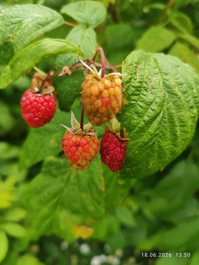 This is a close-up photograph of a cluster of raspberries on a bush, with a timestamp "18.06.2026 13:50" in the lower right corner. The raspberries are a mix of red and orange hues, some appearing ripe and others still developing. They are surrounded by lush green leaves, some of which are slightly out of focus. The lighting suggests it is daytime. The image does not depict any specific location in Northampton, United Kingdom.