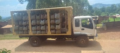 A truck is parked on a dirt road. The flatbed of the truck is enclosed with a tan frame filled with rows and columns of gray sacks, likely containing plants, hanging inside. The cab of the truck is white. The background shows a mix of green foliage, mountains, and small, simple structures. The overall impression is of a rural setting where goods, likely plants, are being transported.
