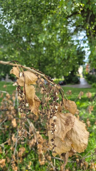 The image features a close-up of dry, brown leaves and seed pods on a branch, set against a blurred background of green foliage and a pathway. The leaves are curled and brittle, indicating they are past their prime. Small, dried seed pods line thin branches, some still containing remnants of their seeds. The overall impression is one of late autumn or early winter, with nature preparing for dormancy.

In the background, a paved pathway is visible, suggesting a park, garden, or walkway. The surrounding greenery, though out of focus, hints at a natural outdoor setting. The lighting suggests it is daytime, with soft natural light illuminating the scene. There are no visible people or specific text in the image. The focus is on the botanical elements of the foreground, highlighting the details of the dried plant matter. The context provided places this scene in Daugavpils, Latvia.
