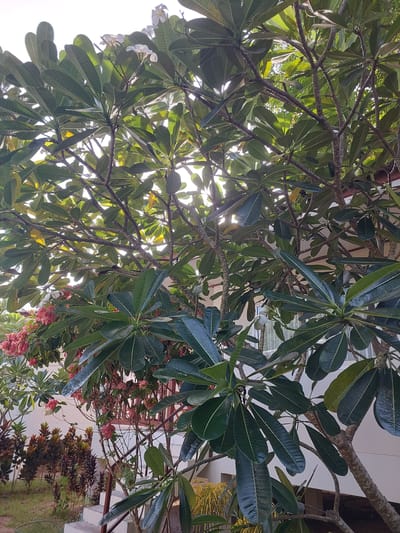 The image shows a close-up view of a Frangipani tree with lush green leaves and some white flowers, set against a bright sky. The branches of the tree are visible, with a building and some smaller plants in the background. The building appears to be white with some windows. The smaller plants are a mix of green and reddish-brown foliage, arranged in beds. The scene is outdoors, suggesting a warm climate. The sunlight filters through the leaves, creating a dappled effect. The composition suggests a serene, tropical environment. The location is identified as Baan Mae Nam, Thailand.