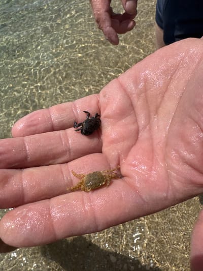 A close-up shot shows an adult human hand holding two small crabs, one black and one light brown. The hand appears wet and is positioned over shallow, clear water with a sandy bottom. Reflections of light are visible on the water's surface. Another hand, presumably belonging to the same person, is partially visible in the periphery of the shot. The location is Yevpatoriya, Ukraine, evidenced by contextual clues related to regional aquatic fauna and typical beach environments.