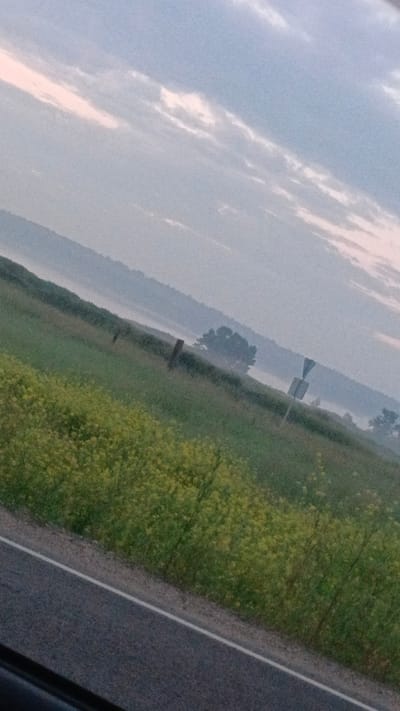 The image depicts a rural landscape with a road in the foreground and a field of yellow flowers stretching uphill. In the background, there are trees and rolling hills, partially obscured by a light mist. The sky is overcast with wispy clouds. A wooden fence post and a road sign are visible in the field. There are no people or animals in the image. The scene appears to be a quiet, natural setting. There is no indication that this location is in Angarsk, Russia.