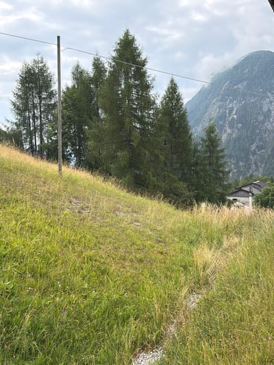 The image shows a rural landscape with a steep grassy slope in the foreground. Several tall, coniferous trees are positioned on the slope, with a wooden pole and a wire running across the frame in front of them. In the background, a large, tree-covered mountain dominates the scene, with clouds obscuring its peak. A building with a dark roof and light-colored walls is partially visible to the right of the trees. The overall impression is one of a natural, somewhat wild environment, likely in a mountainous region of Italy. The specific location is the municipality of Sauris / Zahre, Italy, known for its alpine scenery and traditional villages.