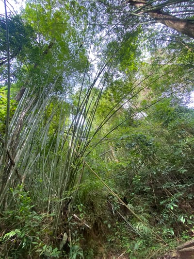 The image shows a dense bamboo forest located in Tambon Thai Mueang, Thailand. The perspective is from the ground looking upwards through the bamboo stalks and foliage towards the sky. The bamboo is predominantly green, with some stalks showing a lighter, silvery sheen. The vegetation includes various types of trees and undergrowth. The overall scene suggests a natural, uncultivated environment.