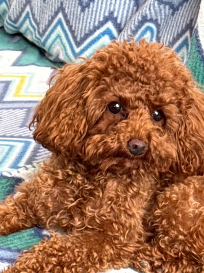 A close-up, eye-level shot captures a miniature poodle with curly, auburn fur resting on a patterned blanket. The dog's head is slightly tilted, and its dark eyes gaze forward. The blanket features a chevron pattern in shades of blue, teal, and yellow against a white background. The poodle's dark nose and muzzle are visible, as is its fluffy body. The lighting is soft and natural, highlighting the texture of the dog's fur and the blanket's design. The background is blurred, focusing attention on the dog. No specific location in Bersenevka, Russia, can be identified from the image.