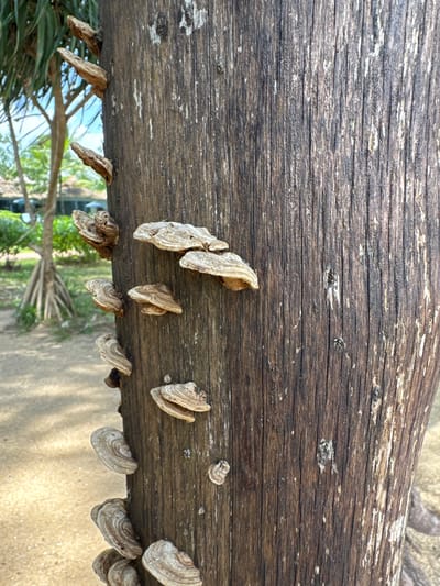 A close-up, eye-level, vertical, outdoor photograph shows a weathered wooden post in Ban Khuk Khak, Thailand, covered in numerous shelf fungi of varying sizes. The post, with its prominent grain and texture, appears to be situated on sandy ground, with lush green foliage and trees visible in the blurred background. The fungi exhibit concentric rings in shades of white and brown, creating a visually striking pattern against the dark wood. There are no people or animals present in the image. The lighting suggests it is daytime.