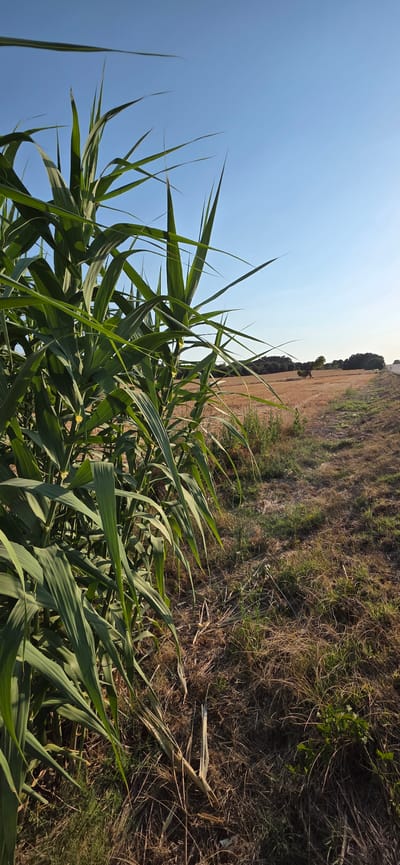 This is a vertical, eye-level, full shot of a field with a clear blue sky above. In the foreground, a cluster of tall, green, blade-like plants dominates the bottom half of the frame. These plants are lush and verdant, with long, pointed leaves that arch and sway, creating a sense of movement. The sun is casting shadows, indicating it is likely daytime, with bright, clear weather.

Behind the foreground plants, the landscape transitions to a dry, grassy field, with shades of brown and yellow suggesting a warmer season. The ground appears uneven and textured, covered with dry vegetation and some scattered green patches. In the background, a line of trees forms a dark horizon against the bright sky, and beyond that, a hint of a road or pathway is visible. The scene conveys a natural, rural setting, possibly a meadow or farmland on a sunny day in Angüés, Spain. There is no visible text in the image.