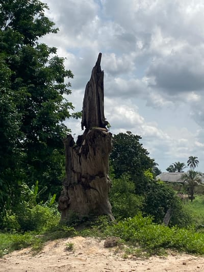 The image shows a decaying tree stump in Amoso, Nigeria. The stump is large and weathered, with a jagged top. It stands near a path or road and is surrounded by lush green vegetation, including trees, bushes, and some banana plants. In the background, a building and palm trees are visible under a cloudy sky. There are no people visible in the image.