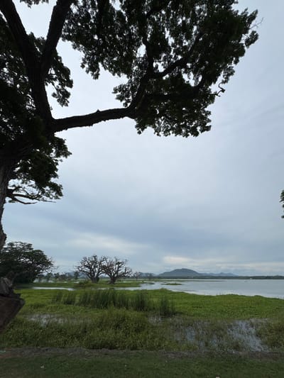 The image captures a landscape in Tissamaharama, Sri Lanka. On the left, a large tree with dense, dark green foliage dominates the foreground, its branches extending towards the upper portion of the frame. The sky is overcast with a mix of pale blue and white. In the midground, a body of water stretches towards the horizon, bordered by marshy land covered in green vegetation and grass. Some trees, appear to be submerged at the water's edge. Hills are faintly visible in the distance, near the horizon. The lighting suggests an overcast day.