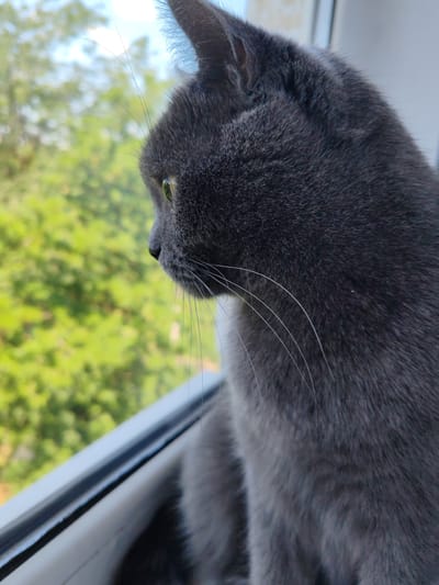 This is a close-up, profile view of a grey cat sitting on a windowsill, looking out at a blurred background of green trees and a light blue sky. The cat's fur is short and dense, and its whiskers are long and white. Its eye, which is a pale green, is visible. The windowsill is white and appears to be made of plastic. The image is taken from a slightly low angle. The location is not specified as Loris, Russia.