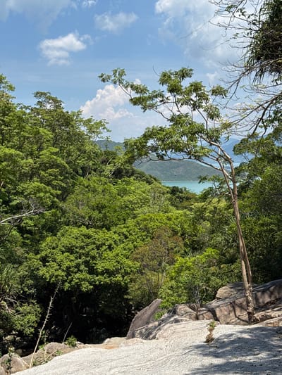 The image captures a lush, green landscape dominated by dense foliage and rocky terrain. In the foreground, a large, light-colored rock formation with a textured surface stretches across the lower portion of the frame. A slender, leafless tree trunk with a few sparse branches emerges from the rock. Behind this, a thick canopy of vibrant green trees fills the midground, with some branches and leaves reaching towards the sky. In the background, a body of turquoise water, likely the sea, is visible, with hills or mountains silhouetted against a bright blue sky dotted with fluffy white clouds. The scene appears to be a natural, undeveloped area, possibly a viewpoint overlooking a coastal region. The location is identified as Hoa Thang Ward, Vietnam. There are no people or animals present in the image.