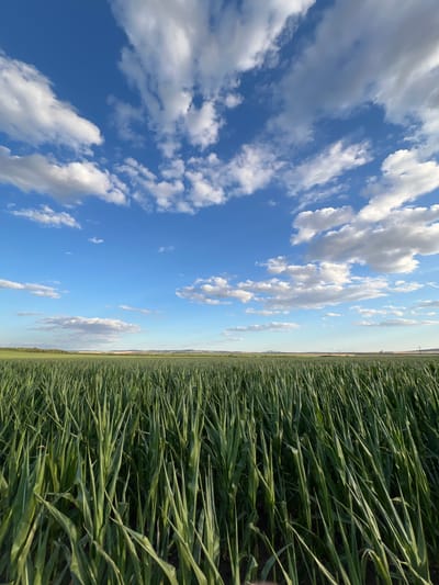 A low-angle shot captures a dense field of tall, green corn stalks stretching towards the horizon under a bright blue sky. Scattered white clouds drift across the sky. In the distance, rolling hills create a soft, layered backdrop. The lighting suggests it is late afternoon or early evening, with the sun casting a warm glow on the landscape. The image appears to be taken in a rural area, likely agricultural land, as indicated by the vast expanse of crops. The location is identified as Měnín, Czechia. There are no people or animals visible in the scene.