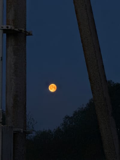 A photograph captures a full, luminous orange-yellow moon centered in a dark blue night sky. The view is framed by two prominent, dark, horizontal structures, likely concrete or metal beams, resembling parts of a bridge or an overpass. The upper beam spans diagonally across the top left, extending downwards towards the right. The lower beam runs horizontally across the bottom third of the image. Both beams exhibit a rough, textured surface.
On the right side of the image, dark, indistinct silhouettes of foliage, likely trees or bushes, are visible against the night sky, extending from the right edge and partially obscuring the upper beam. More sparse foliage is also visible in the upper left corner. Near the center of the lower beam, there are metal brackets or supports attached, adding an industrial element to the scene. The sky is clear, allowing for an unobstructed view of the moon. The overall impression is one of a serene night, with the bright moon serving as the focal point within the dark, structural frame. There is no discernible activity or visible text in the image. The time of day is clearly night.