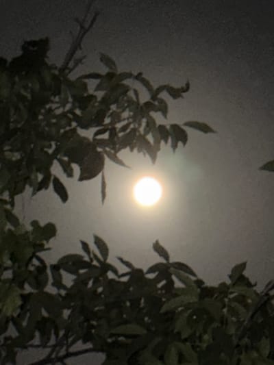 An out-of-focus, nighttime photograph captures a full moon peeking through the branches and leaves of a tree. The moon is a bright, glowing orb in the hazy sky, casting a soft light that illuminates the surrounding foliage. The leaves are dark and silhouetted against the brighter sky, with some appearing to be dewdrops clinging to them. The scene appears to be in a natural outdoor setting.