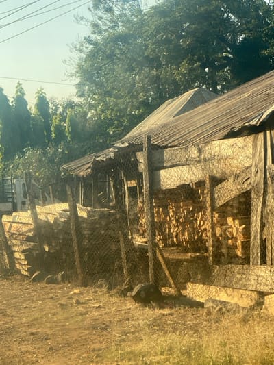 This media file presents a rustic outdoor scene, likely in a rural or semi-rural environment. The primary subject is a makeshift structure, possibly a shed, coop, or storage area, constructed with a corrugated metal roof and wooden beams. The structure is partially enclosed by a wire mesh or chicken wire fence.
Behind the wire mesh, a significant quantity of neatly stacked firewood or cut timber is visible, suggesting storage for fuel or construction. The ground surrounding the structure is dry and covered with sparse grass and weeds.
In the background, lush green trees with dense foliage are prominent, indicating a natural and vegetated setting. The sky is bright, suggesting clear weather during the daytime, possibly morning or late afternoon given the warm, somewhat hazy light and subtle shadows. Faint power lines or utility lines are visible against the sky on the left side. A vehicle, possibly a truck or car, is partially obscured in the distance behind the structure's lower section.
No people or animals are clearly visible, and no specific activity is taking place at the moment of capture, beyond the implied storage of wood. There is no visible text in the image. The overall impression is one of utility and simple construction in a natural, sunlit setting.