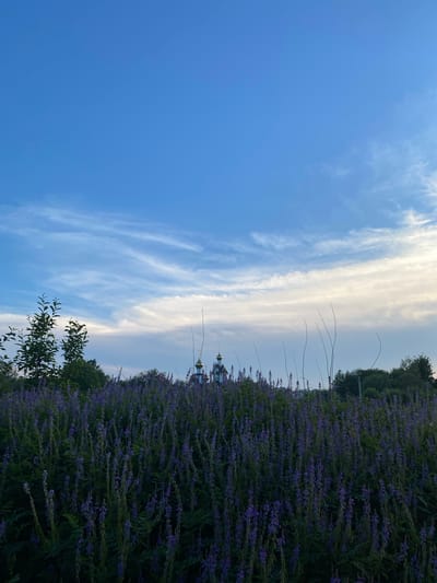 In Cherepovets, Russia, a tranquil scene unfolds against a backdrop of a vast blue sky dotted with wispy white clouds. In the foreground, a dense field of vibrant purple flowers, their delicate blooms hanging in graceful clusters, stretches across the frame. The lush greenery of the plants creates a rich tapestry, with slender, dark stalks reaching upwards.

Peeking through the dense foliage, a small cluster of trees with dark green leaves adds depth to the landscape. Further in the distance, silhouetted against the horizon, are the domes of a church, their golden spires glinting in the soft light. The overall impression is one of natural beauty and serene spirituality, a quiet moment captured on a pleasant day in Cherepovets.