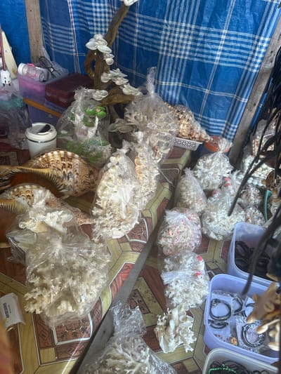The image shows a street stall in Bira, Indonesia, displaying various marine-themed items. The stall is covered with a blue and white checkered tarp. On display are large seashells, decorative coral pieces, and other shell crafts, many of which are packaged in clear plastic bags. Some of the coral pieces are white and intricate, while others appear to be mixed with red and pink elements. In the foreground, there are several plastic containers holding jewelry, including bracelets and necklaces. A white thermos and a pair of eyeglasses are also visible on a table. The lighting suggests it is daytime, with shadows indicating sunlight. The overall scene depicts a vendor selling souvenirs or decorative items.