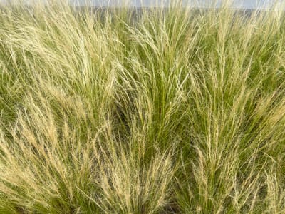 This media file is a close-up, overhead view of a dense patch of ornamental grass, likely in a garden or park setting. The grass has long, thin blades that are predominantly a light golden-yellow, with hints of green visible beneath. The blades are feathery and appear to be swaying, suggesting a gentle breeze. There are no people or distinct objects in the frame, creating an abstract texture of natural elements.
The scene is well-lit, indicating it was likely captured during daylight hours. There are no obvious weather cues like rain or snow, and the light suggests a clear or partly cloudy day. The background is blurred and appears to be a muted greyish-blue, possibly a wall or a distant structure, providing a subtle contrast to the vibrant grass.
The location context of Teltow, Germany, combined with the type of ornamental grass, suggests this could be a cultivated landscape, perhaps a public garden, a residential yard, or a botanical collection. The overall impression is one of natural beauty and tranquility, with the focus solely on the intricate patterns and textures of the grass. The image evokes a sense of peace and the delicate movement of nature. There is no visible text within the image.
