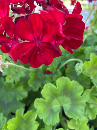 The image depicts a close-up, low-angle shot of vibrant red geranium flowers in full bloom. The flowers dominate the upper half of the frame, with their velvety petals displaying a rich, deep red hue. The intricate details of the stamen and pistils are visible in the center of the largest flower. Surrounding the blooms are lush green leaves, some of which are out of focus, creating a soft bokeh effect. The leaves are broad and lobed, characteristic of geranium foliage. In the lower right portion of the image, a small, unopened flower bud is visible, emerging from a delicate green stem that curves gracefully. The overall impression is one of natural beauty and vibrant color, suggesting a garden setting. The image does not contain any people or actions. This scene is located in Koson, Ukraine.