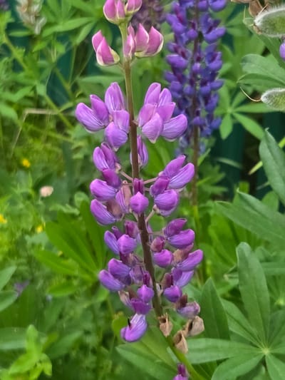 This media file is a close-up, vertical shot of lupine flowers in bloom. The main subjects are several stalks of lupine with their characteristic spike-like clusters of purple and pink flowers. Some of the flowers are fully open, revealing their delicate petals, while others are still in bud. The background is filled with lush green foliage, suggesting a garden or a natural setting. A hint of darker purple lupine flowers can be seen in the background, indicating a mix of colors. The lighting appears to be natural daylight, likely outdoors, with soft shadows. The focus is sharp on the lupine flowers in the foreground, with the background softly blurred, creating a shallow depth of field. There is no visible text in the image. The scene evokes a sense of nature's beauty and the vibrant colors of springtime or early summer. The location context provided is Frolovo, Russia, which aligns with the common growth of lupines in such regions during warmer months.
