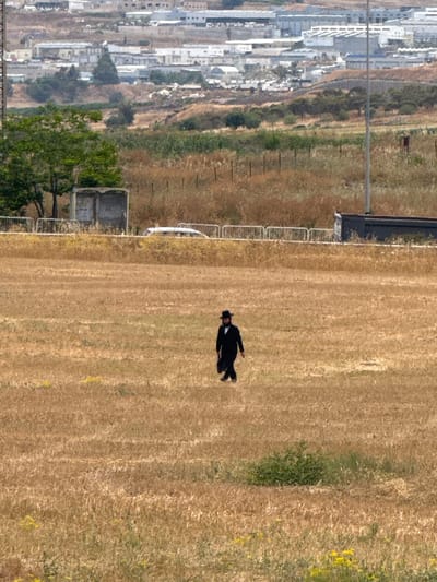 The image, viewed in its correct orientation (rotated 90 degrees counter-clockwise), presents a high-angle perspective of a diverse landscape. A large, expansive field of dry, golden-brown grass or harvested crops dominates the foreground and mid-ground.
Lying on their back in the middle of this field is a single individual. The person is dressed in a formal black suit, a white shirt, and a black hat, characteristic attire of a Haredi Jewish man. Their arms are slightly outstretched, and their legs are bent.
Along the left side of the field, a white barrier or fence marks a boundary. Beyond this barrier, a darker strip of land suggests a path or track, followed by a band of green vegetation. Further in the background, a sprawling urban area with numerous light-colored buildings and structures is visible, extending towards a distant hillside. Some additional green trees and shrubs are scattered along the edges of the field and the urban interface. A dark, box-like structure and part of a metallic fence are also visible along the field's left edge.
The scene is bathed in bright daylight, indicating clear weather. No shadows are prominently cast, suggesting a high sun. The texture of the field shows varying shades of brown and gold, with occasional small patches of green and yellow vegetation. There is no visible text in the image. The overall impression is of a unique interaction between an individual in traditional attire and a natural, cultivated landscape adjacent to a modern urban environment, consistent with the provided context of Tiberias, Israel.