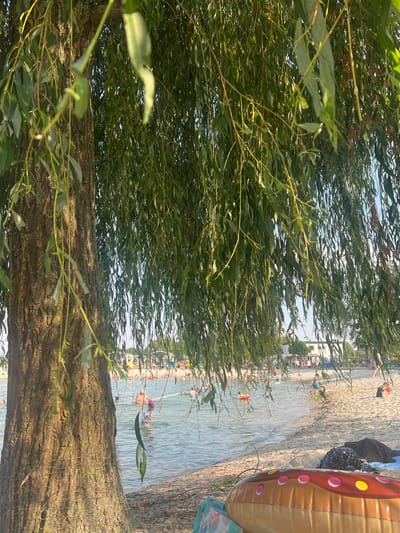 The image depicts a crowded beach scene on a sunny day. In the foreground, the rough bark of a large tree and the green leaves of a willow tree are prominently featured, partially obscuring the view of the beach and water. The beach itself is populated with numerous people, some lying on the sand, others wading in the shallow water, and some swimming. An inflatable ring floats in the water, and a large, colorful inflatable object, possibly a pool float, is visible on the sand in the right foreground. Beyond the beach, buildings and trees suggest a developed area, hinting at a lakeside or riverside location. The water is calm, reflecting the bright sky, and a yellow rope marks off an area in the water. The overall atmosphere appears relaxed and summery, with people enjoying recreational activities. The time of day appears to be afternoon, indicated by the sunlight casting shadows. No visible text is present in the image.