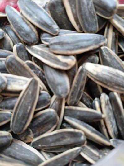 A close-up, slightly blurred, overhead view of a large pile of roasted sunflower seeds is presented. The seeds are oriented in various directions, creating a textured surface. The dominant colors are the black and white stripes of the sunflower seed shells, with some areas of light brown and cream. There are no people or any indication of the specific location within Uchkun, Kyrgyzstan. The lighting appears to be even, suggesting an indoor setting or overcast conditions.