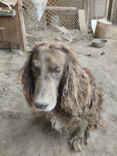 A medium shot captures a brown dog with long, curly fur sitting on the dirt ground. The dog's head is tilted slightly, and its eyes appear brown. The background features a rustic outdoor setting with a weathered wooden door on the left, a chain-link fence, and a tree stump. In the distance, a metal bowl sits on the ground. The overall environment suggests a rural or possibly abandoned area within Yangibazar, Uzbekistan.