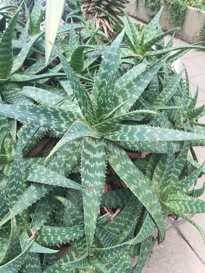 The image displays a close-up, high-angle view of a dense cluster of numerous aloe plants. The plants are characterized by thick, succulent, lanceolate leaves that are dark green with prominent, irregular light green or whitish spots and banding patterns. The edges of all visible leaves feature numerous small, sharp, light-colored spines. Multiple individual aloe rosettes are present, with their leaves fanning outwards from central points, creating a crowded and overlapping arrangement. In the upper left background, a single, lighter green, broad leaf is partially visible. The immediate ground beneath the aloes appears dark and indistinct, likely soil or organic matter. To the right and in the background, a light grey, possibly concrete or paved surface is partially visible. Further in the background, blurred vegetation is present. There are no individuals, explicit actions, or specific objects other than the plants and the general environment. The exact location within Munyati, Zimbabwe, cannot be determined from the visual information provided.