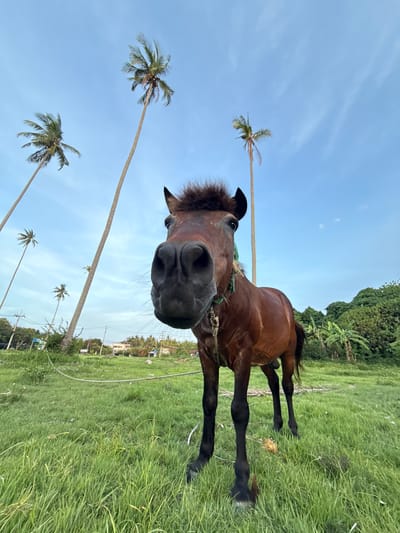 A brown horse stands in a grassy field under a clear blue sky with scattered clouds. Tall, slender coconut trees are visible in the background, some leaning slightly. In the distance, there are buildings and lush green trees, suggesting a rural or semi-rural setting. The horse is facing the camera, with its head close to the lens, and appears to be wearing a green halter. The ground is covered in vibrant green grass, with some dry patches and scattered debris. The overall lighting suggests it is daytime, possibly late afternoon. The location is identified as Baan Harn, Thailand.