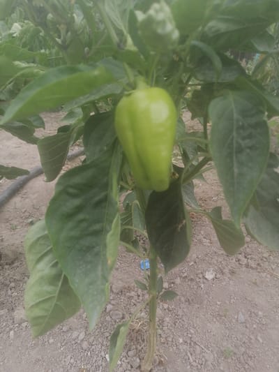 In Yangiyer, Uzbekistan, a close-up, eye-level shot captures a single, unripe green bell pepper hanging from its plant. The pepper is the central subject, plump and smooth, positioned slightly to the left of the frame. Large, dark green leaves, some with visible veins, surround the pepper, obscuring parts of the plant stem and the background. The ground beneath the plant is dry, sandy soil mixed with small pebbles. A black irrigation hose snakes across the soil in the lower left quadrant of the image. The overall lighting is soft and diffused, suggesting an overcast sky or a shaded environment. The focus is sharp on the pepper and immediate leaves, with the background softening into a blur of more greenery and distant soil.