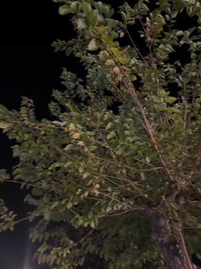 This is a low-angle, medium shot of a tree's branches and leaves against a black night sky. The foliage is dense, with many individual leaves and slender branches visible, some of which are thin and brown, while others are thicker and have a dark brown bark. The leaves are predominantly green, with some appearing slightly brown or yellow, suggesting they might be nearing the end of their life cycle or are catching ambient light.

The image appears to have been taken at night, indicated by the dark background and the artificial lighting that is subtly illuminating parts of the tree. There is a hint of a light source on the right side of the frame, casting a faint glow on some of the leaves and branches. The overall mood is somewhat muted, with the darkness and the gentle illumination creating a sense of stillness.

The tree's trunk is partially visible on the right side of the image, appearing thick and textured with dark bark. The branches spread out extensively across the frame, with many of them dangling downwards.

The scene is set outdoors, likely in a park, garden, or street where trees are present. Given the location context of Sant Antoni de Portmany, Spain, it is possible this is a common Mediterranean tree. There are no people, text, or specific events clearly depicted. The focus is entirely on the natural elements of the tree and the darkness of the night.